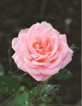 SHIRLEY JEAN HAWKS Obituary